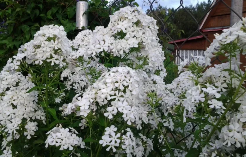 Флокс Царевна Лебедь 4