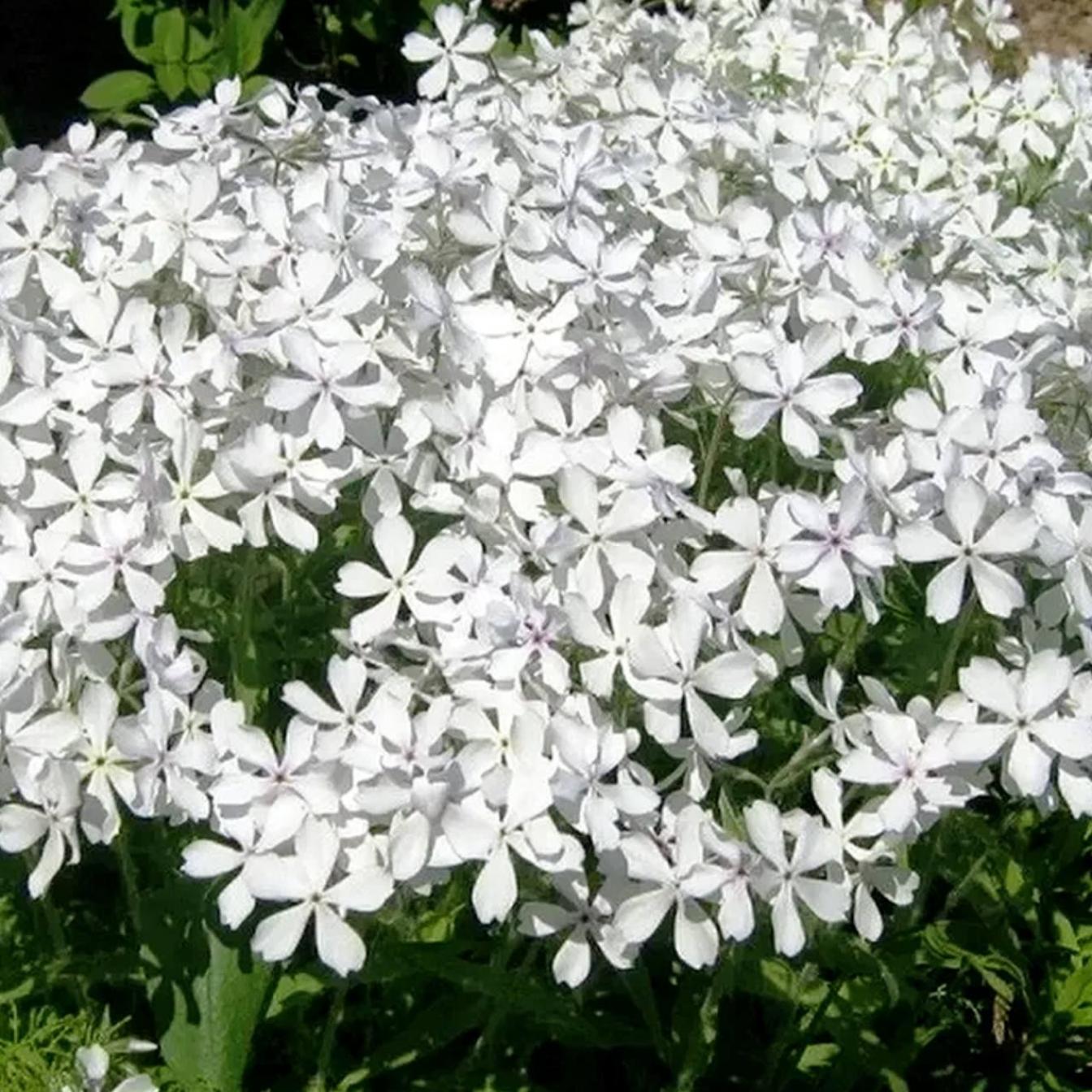 Флокс Уайт Парфюм 3