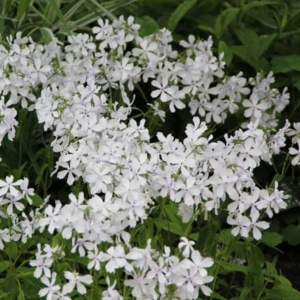 Флокс Уайт Парфюм