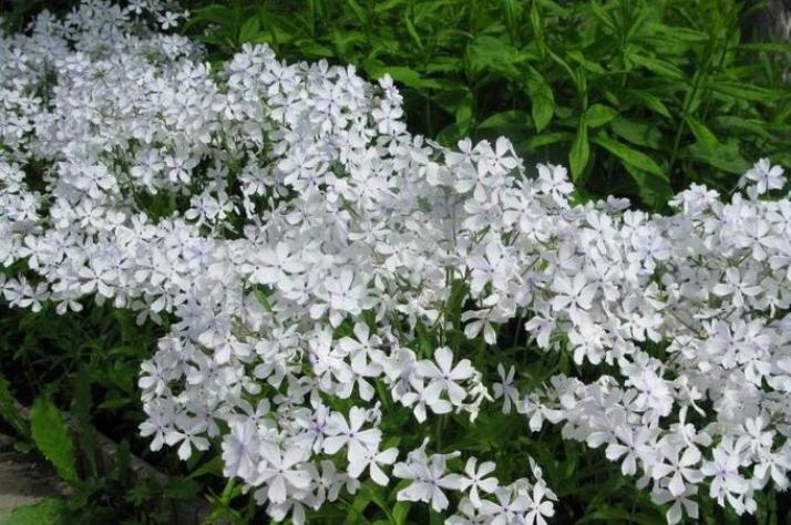 Флокс Уайт Парфюм 6
