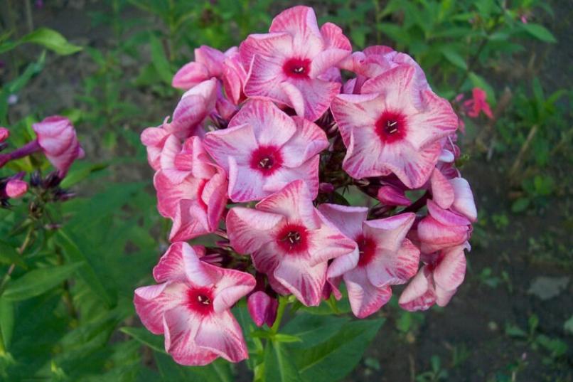 Флокс Уральские сказы 3
