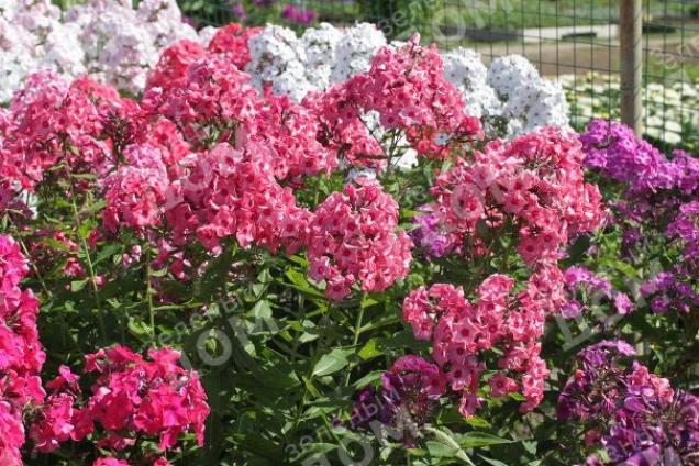 Флокс Уральские сказы 6