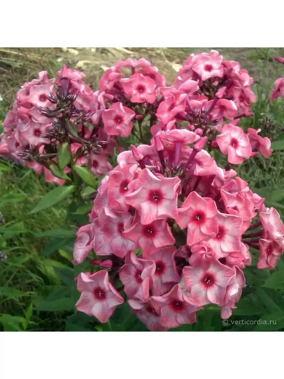Флокс Уральские сказы 4