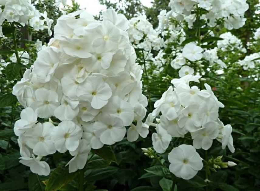 Флокс Вайт 2