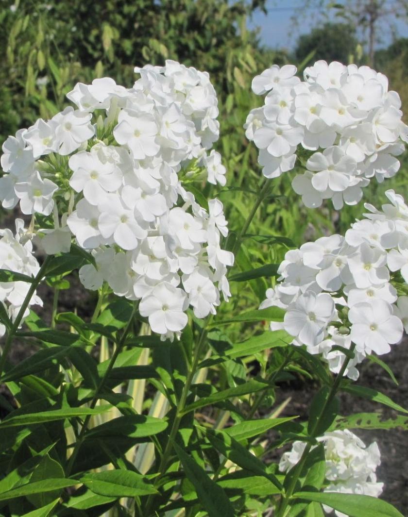 Флокс Вайт 4