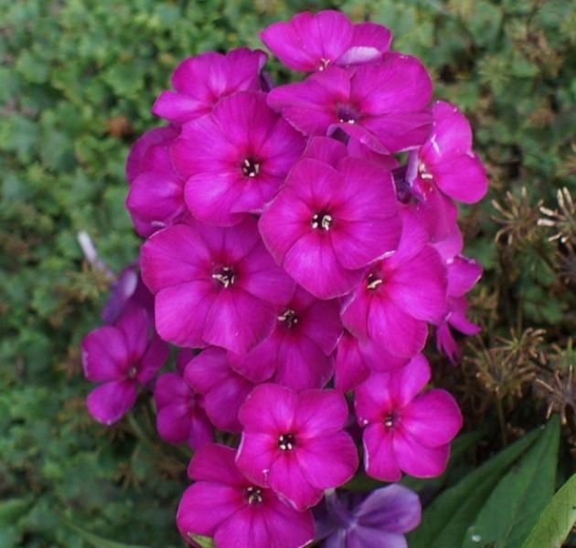 Флокс Венди Хаус 5