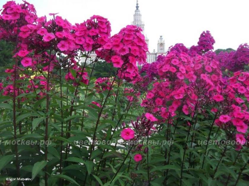 Флокс Вест 6