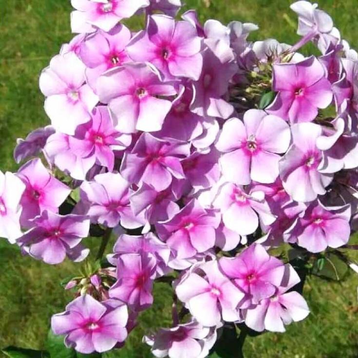 Флокс Виринея 3