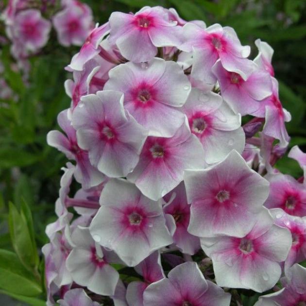 Флокс Виринея 4