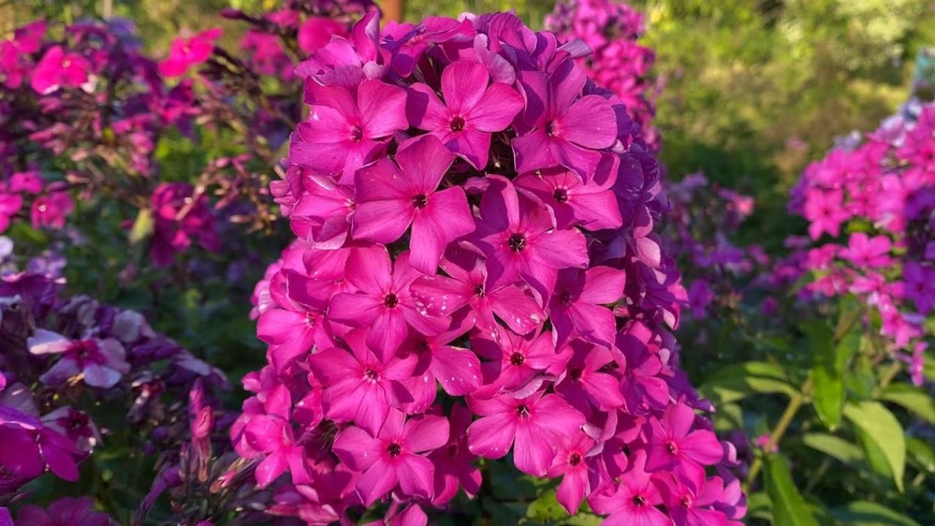 Флокс Вуаль Поздняя 4