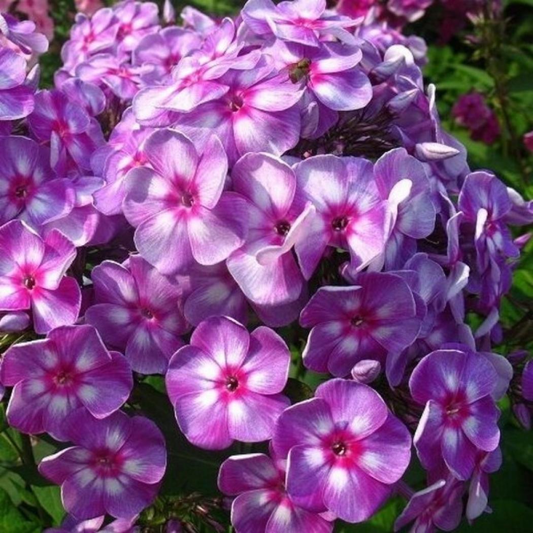 Флокс Зарядье 4