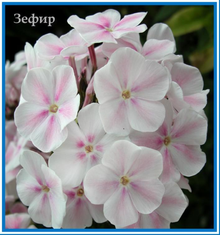 Флокс Зефир 3