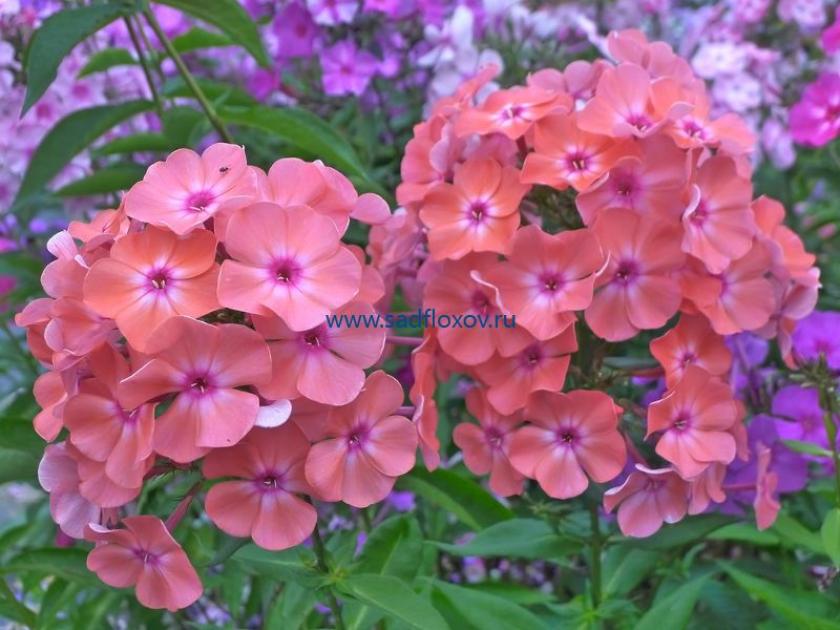 Флокс Золотая Русь 3