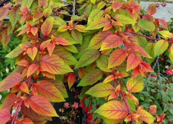 Фуксия Autumnale 4