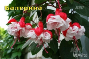 Фуксия Балерина