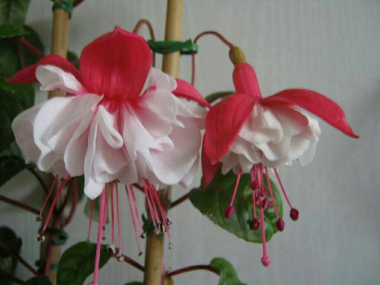 Фуксия Балерина 6