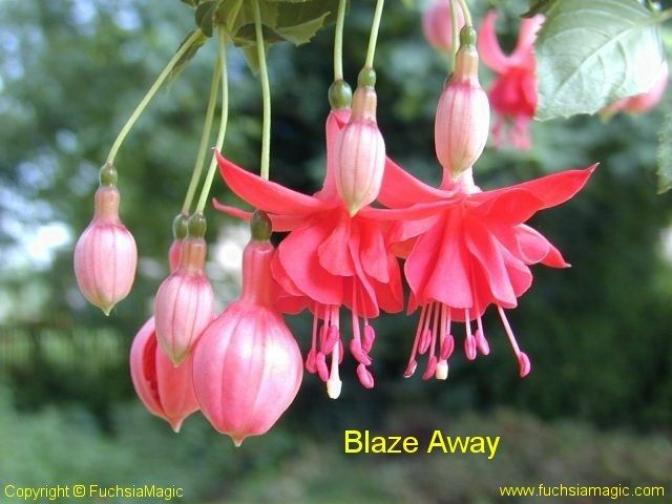 Фуксия Блейз Эвей (Blaze Away) 2
