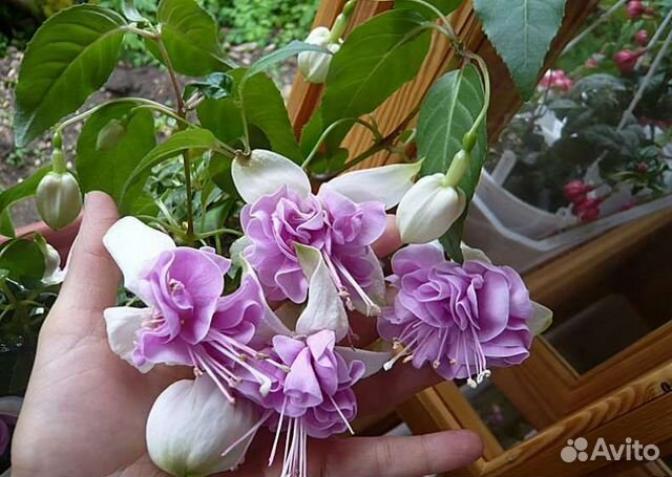 Фуксия Блю Вейл 4