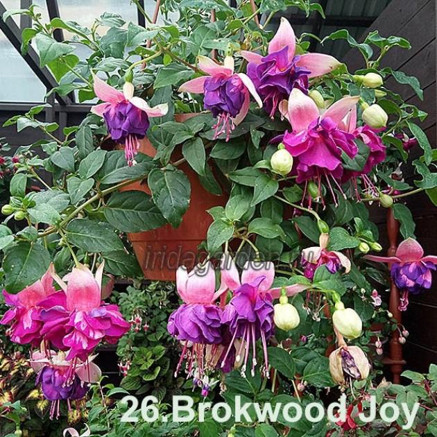 Фуксия Brokwood Joy 4