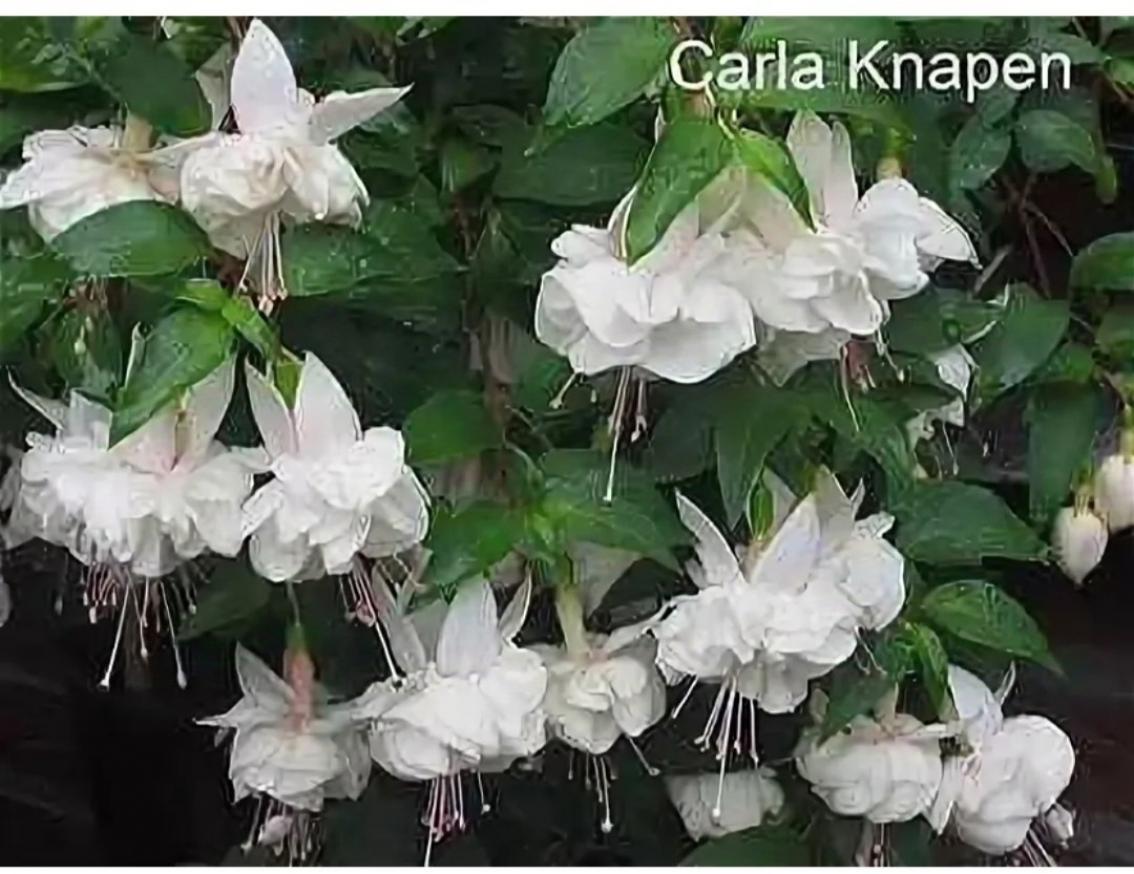Фуксия Carla Knapen 4