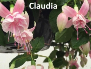 Фуксия Claudia