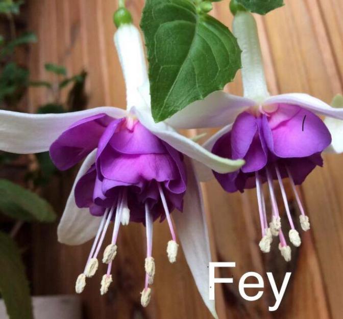 Фуксия Fey 5