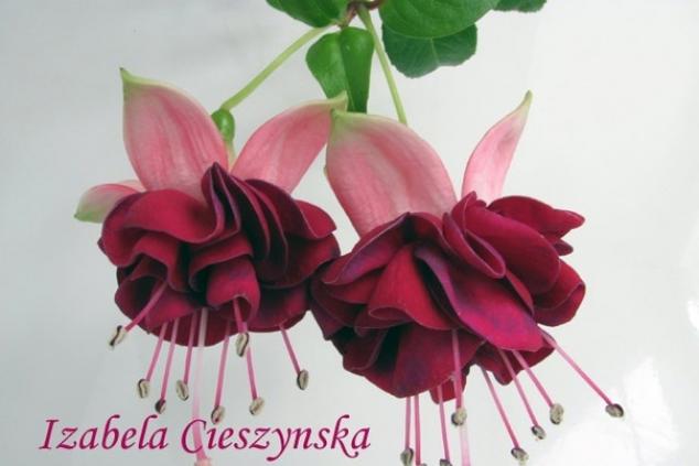Фуксия Izabela Cieszynska 4