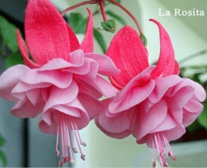 Фуксия La Rosita