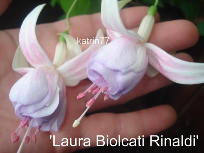 Фуксия Laura Biolcati-Rinaldi 4