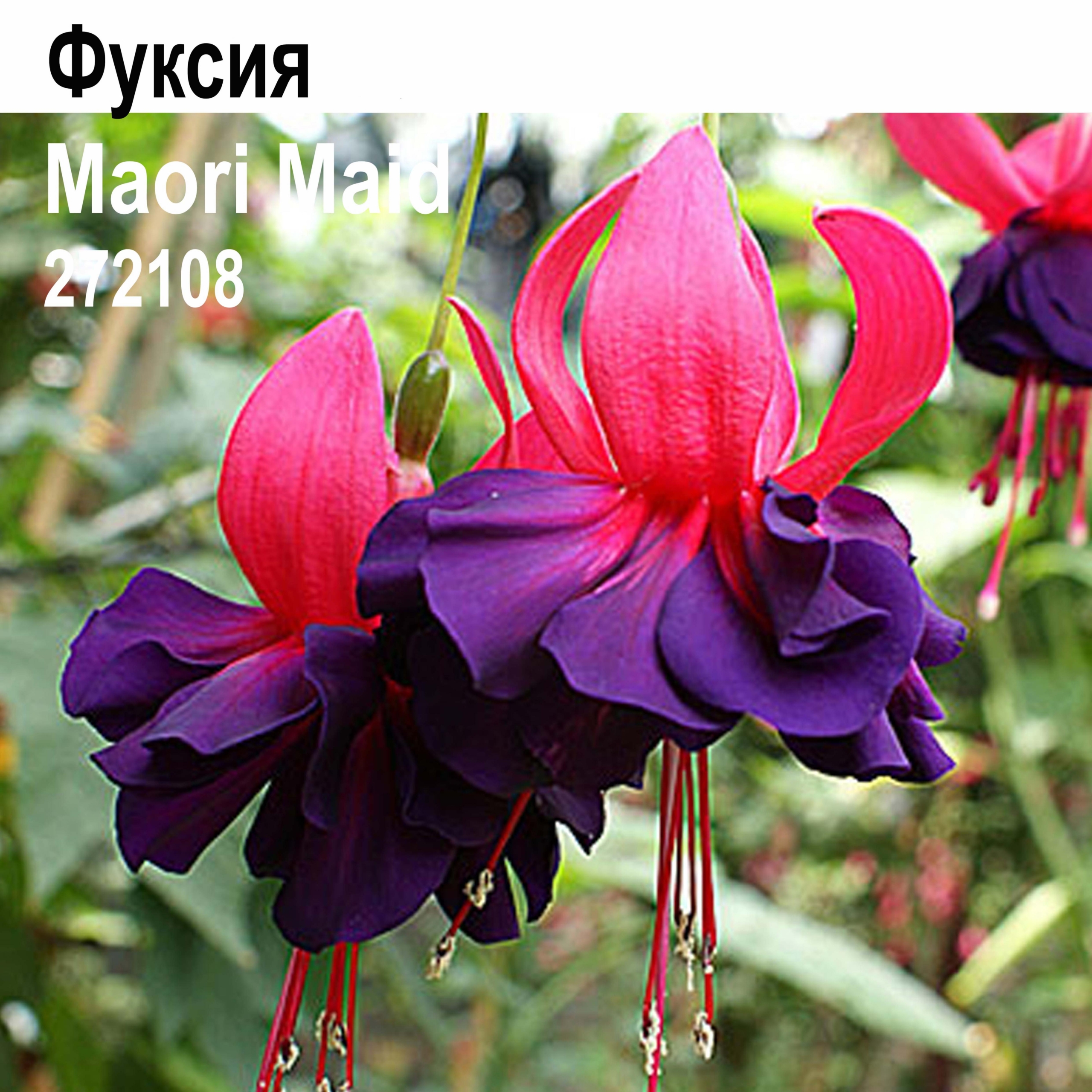 Фуксия Maori Maid 3