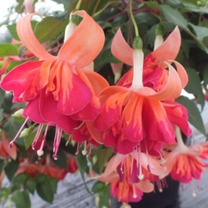 Фуксия Marbeller Double Orange King