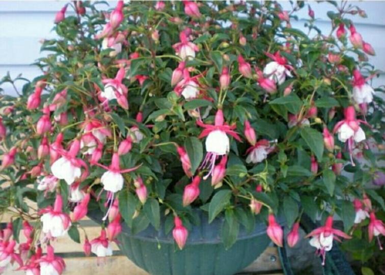 Фуксия Patio Princess 4