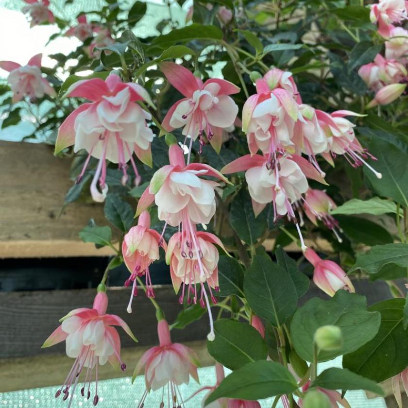 Фуксия Patio Princess 5