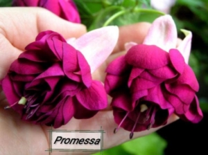 Фуксия Promessa