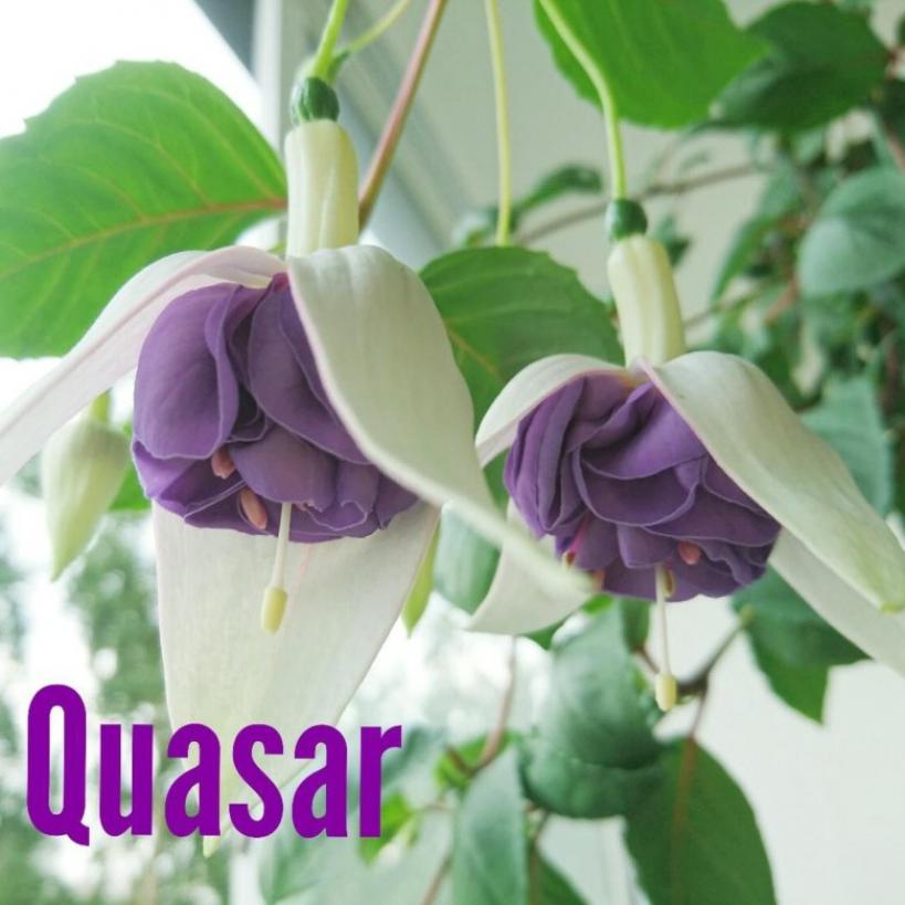 Фуксия Quasar 6