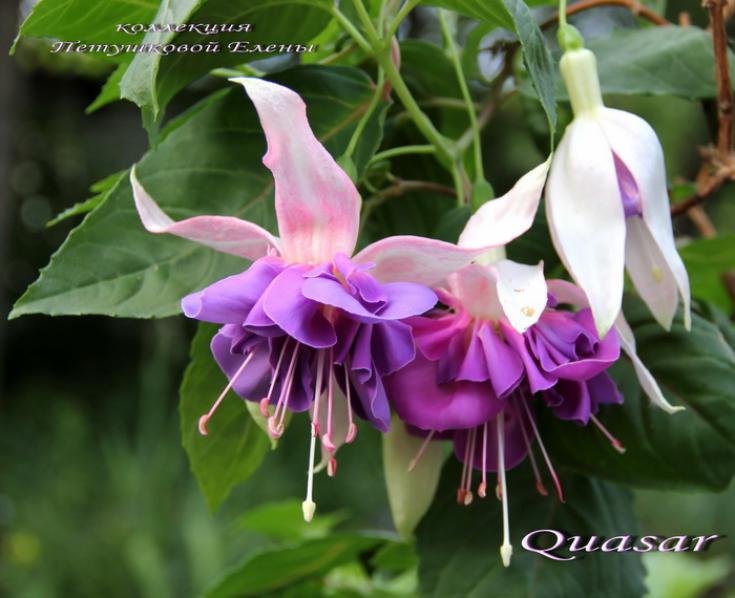 Фуксия Quasar 7