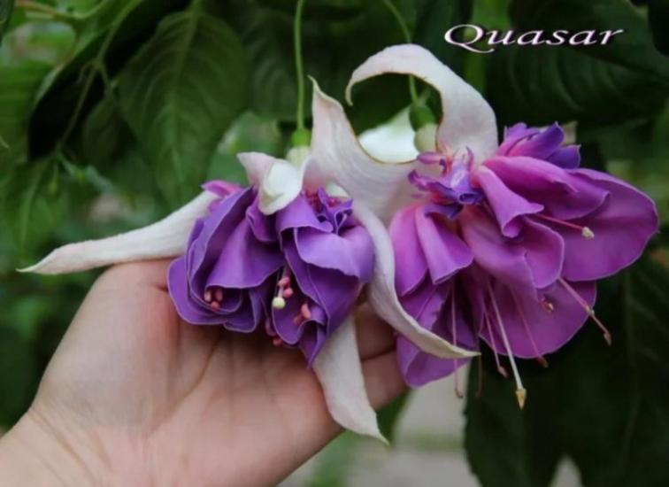 Фуксия Quasar