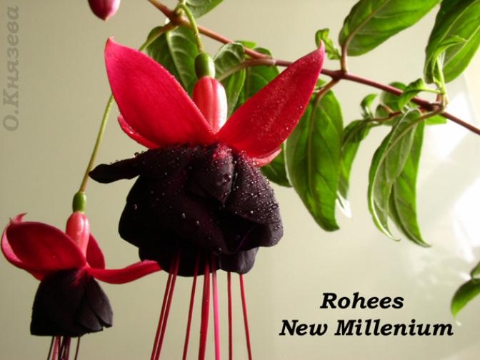 Фуксия Rohees New Millenium 6