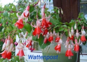 Фуксия Wattenpost