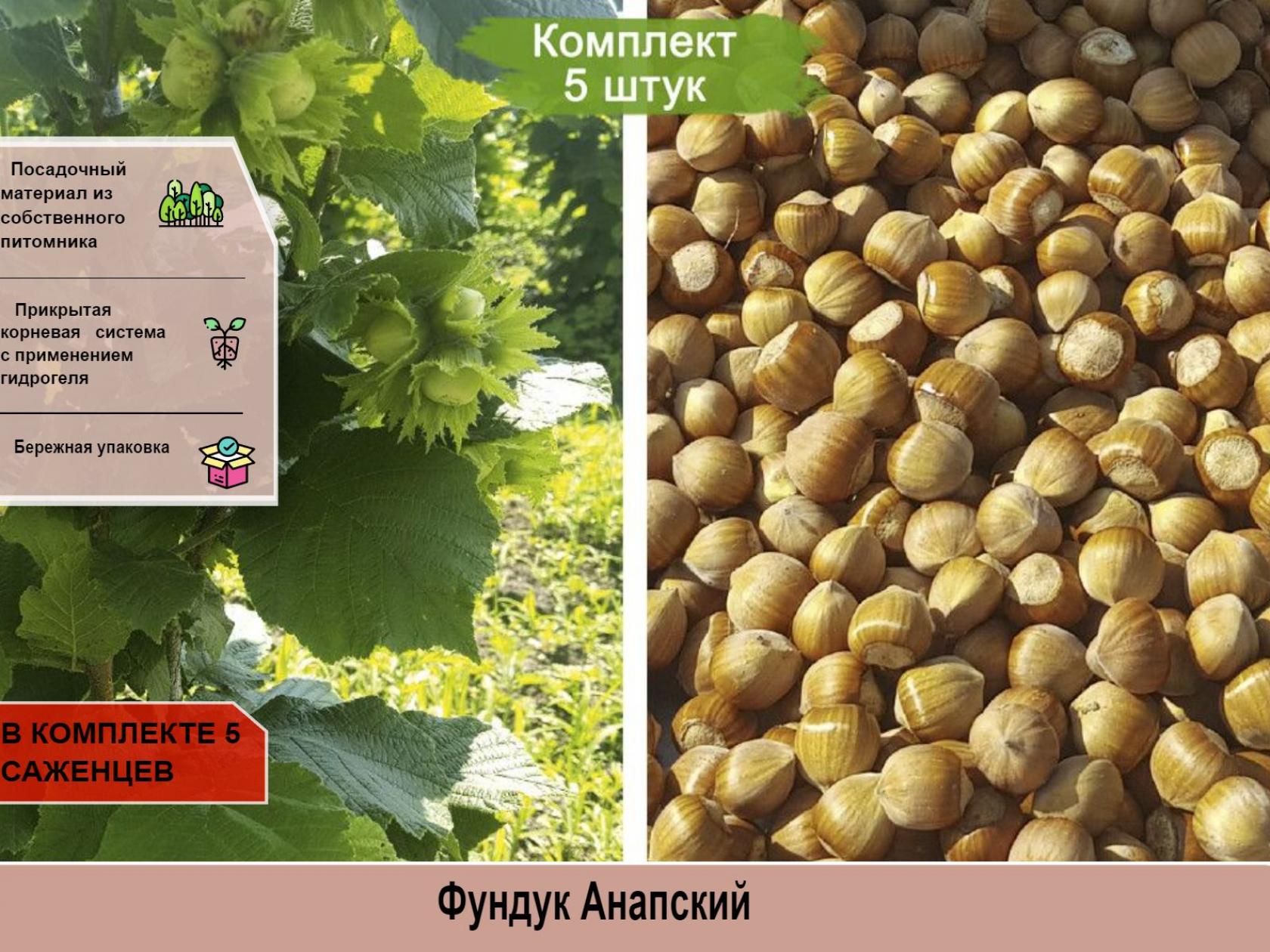 Фундук (лещина) Анапский
