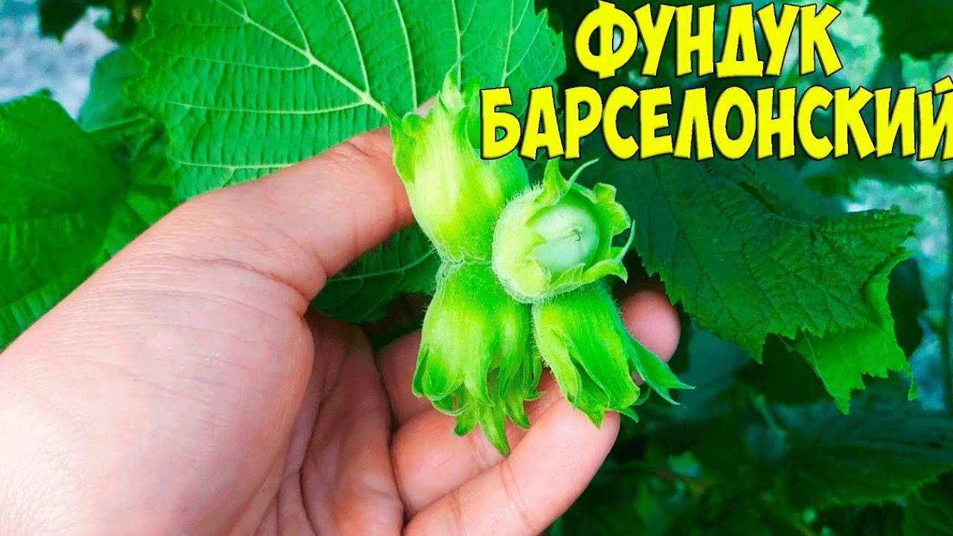 Фундук (лещина) Барселонский 3