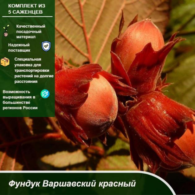 Фундук (лещина) Варшавский красный 2