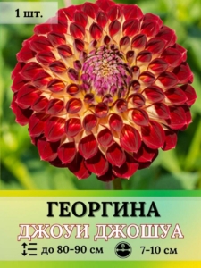 Георгины Джоуи Джошуа