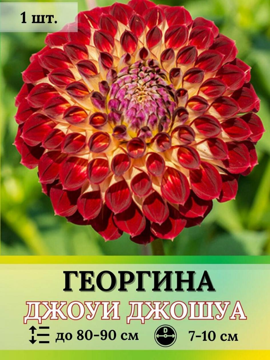 Георгины Джоуи Джошуа
