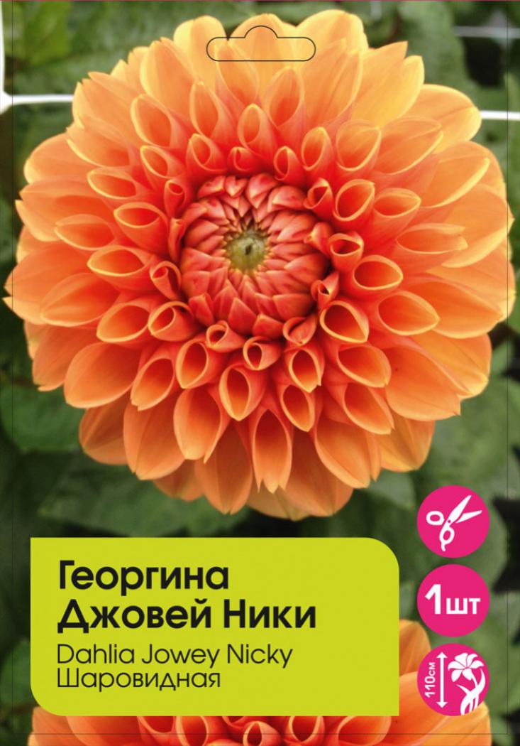 Георгины Джоуи Никки 3