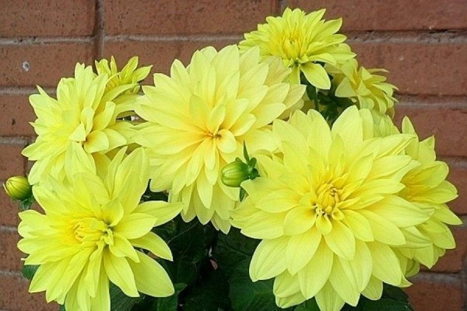 Георгины Гэллери Чезанне 5