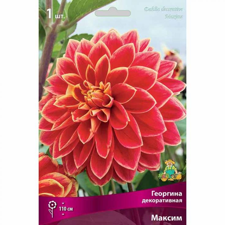Георгины Максим 3