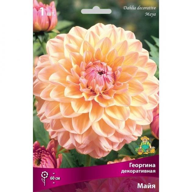 Георгины Майя 5