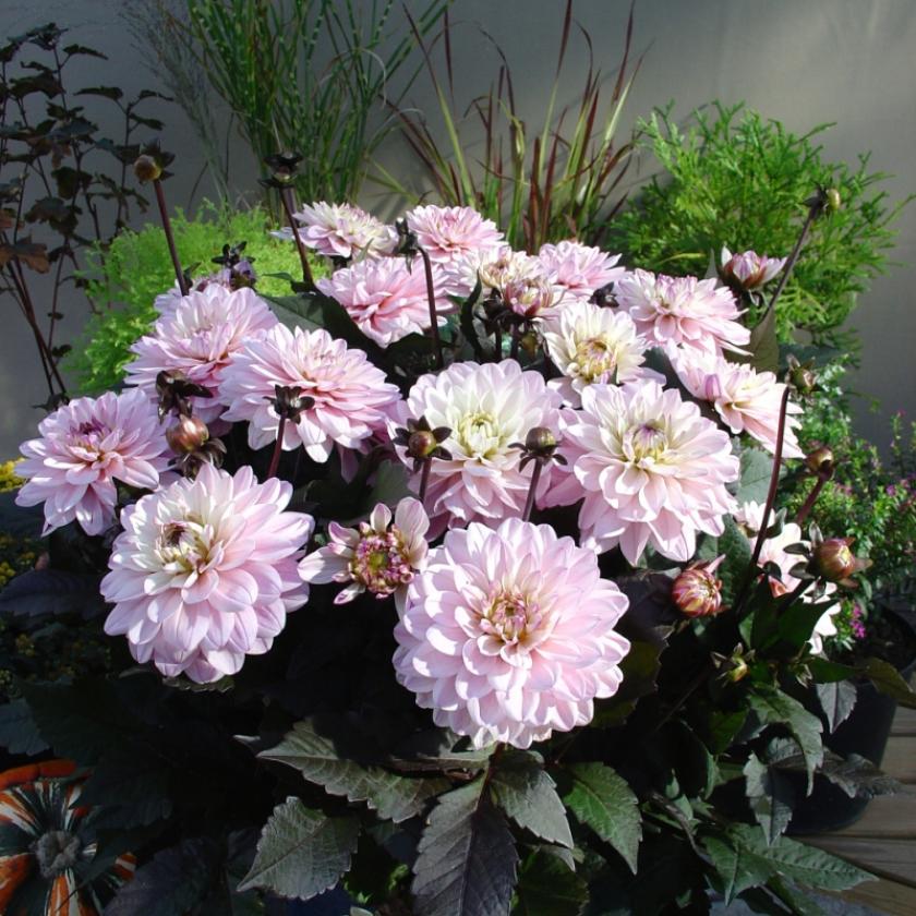 Георгины Мелоди Хармони 4