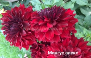 Георгины Мингус Алекс